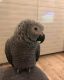 African Grey Parrot Birds for sale in Minot, ND, USA. price: $850