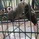 African Grey Parrot Birds for sale in Wichita, KS 67204, USA. price: $800