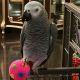 African Grey Parrot Birds for sale in Los Angeles, CA, USA. price: $1,800