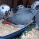 African Grey Parrot Birds for sale in Chicago, IL, USA. price: $950