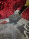 African Grey Parrot Birds for sale in Chicago, IL, USA. price: $1,200