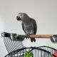 African Grey Parrot Birds for sale in Wasilla, AK 99654, USA. price: $505
