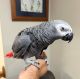 African Grey Parrot Birds for sale in Los Angeles, CA 90026, USA. price: $520