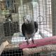African Grey Parrot Birds for sale in Wenatchee, WA 98801, USA. price: $525