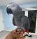 African Grey Parrot Birds for sale in St. George, UT 84770, USA. price: $510