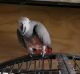 African Grey Parrot Birds for sale in Orlando, FL 32839, USA. price: $519