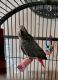 African Grey Parrot Birds for sale in Great Falls, MT 59404, USA. price: $509