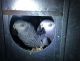African Grey Parrot Birds for sale in Erie, PA 16509, USA. price: $500