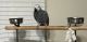 African Grey Parrot Birds for sale in Pompano Beach, FL 33068, USA. price: $500