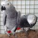 African Grey Parrot Birds for sale in Atlanta, GA 30339, USA. price: $500