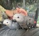 African Grey Parrot Birds for sale in Scranton, PA, USA. price: $500