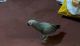 African Grey Parrot Birds for sale in Reno, NV 89512, USA. price: $500