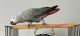 African Grey Parrot Birds for sale in Spokane, WA 99208, USA. price: $500