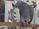 African Grey Parrot Birds for sale in Charlotte, NC 28208, USA. price: $500