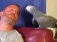 African Grey Parrot Birds for sale in Atlanta, GA 30315, USA. price: $500