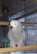 African Grey Parrot Birds for sale in Burnsville, MN 55337, USA. price: $500