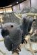 African Grey Parrot Birds for sale in Dubuque, IA 52001, USA. price: $500