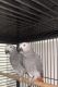 African Grey Parrot Birds for sale in Cannon AFB, NM 88101, USA. price: $500
