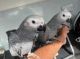 African Grey Parrot Birds for sale in Metcalf, GA 31792, USA. price: $500
