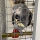 African Grey Parrot Birds for sale in Arizona Hot Springs, Arizona 86445, USA. price: $500