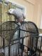 African Grey Parrot Birds for sale in Panama City, FL, USA. price: $1,500