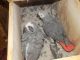 African Grey Parrot Birds for sale in Worland, WY 82401, USA. price: $500