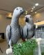 African Grey Parrot Birds for sale in Colorado Springs, CO, USA. price: $800