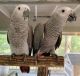 African Grey Parrot Birds for sale in Colorado Springs, CO, USA. price: $800
