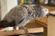 African Grey Parrot Birds for sale in Lititz, PA 17543, USA. price: $500