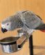 African Grey Parrot Birds for sale in Chicago, IL 60602, USA. price: $500