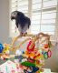 African Grey Parrot Birds for sale in New York, NY, USA. price: $2,500