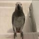 African Grey Parrot Birds for sale in Harlingen, TX, USA. price: $3,500