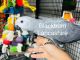 African Grey Parrot Birds for sale in Scranton, PA, USA. price: $500