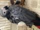 African Grey Parrot Birds for sale in Seattle, WA 98121, USA. price: $500