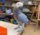 African Grey Parrot Birds for sale in Detroit, MI, USA. price: $4,500