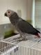 African Grey Parrot Birds for sale in Honolulu, HI 96815, USA. price: $500