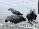 African Grey Parrot Birds for sale in Adamsville, Alabama. price: NA