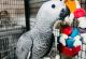 African Grey Parrot Birds for sale in St. paul, Minnesota. price: $500