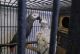 African Grey Parrot Birds for sale in St. Louis, Missouri. price: $500