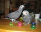 African Grey Parrot Birds for sale in Chicago, Illinois. price: $650