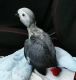 African Grey Parrot Birds for sale in Dallas, Texas. price: $500