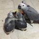 African Grey Parrot Birds for sale in Newport News, Virginia. price: $500