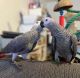 African Grey Parrot Birds for sale in Cambridgeshire, East Anglia. price: 400 GBP