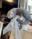 African Grey Parrot Birds for sale in Albany, Georgia. price: $700