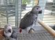 African Grey Parrot Birds for sale in Houston, Texas. price: $500