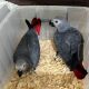 African Grey Parrot Birds for sale in Bolinas, California. price: $800