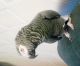 African Grey Parrot Birds for sale in Chicago, Illinois. price: $500