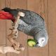African Grey Parrot Birds for sale in Miami, Florida. price: $600