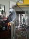 African Grey Parrot Birds for sale in Los Angeles, California. price: $1,500