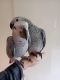 African Grey Parrot Birds for sale in Los Angeles, California. price: $250